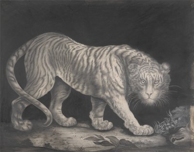 Ein schleichender Tiger von Elizabeth Pringle